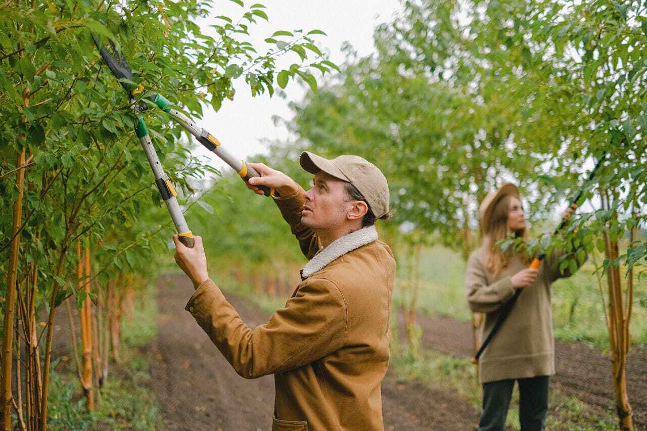 Best Tree Disease Treatment  in Red Lake, MN